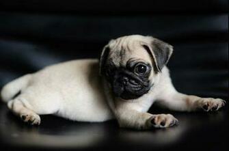Pug Wallpaper Screensaver Background Screensavers B