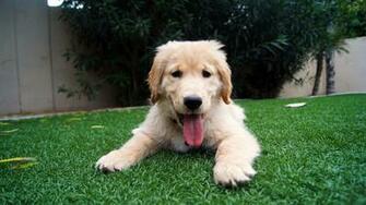 HD Golden Retriever Dog Wallpaper HDwallsource