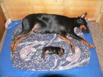 The Doberman Dog Desktop Wallpaper Pictures Online For Pc