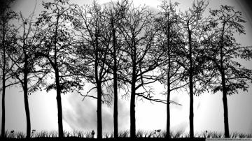 Trees Silhouette Wallpaper