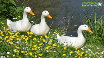 Farm Animals Wallpaper