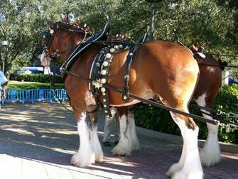 Budweiser Clydesdale Horses Wallpaper Horse