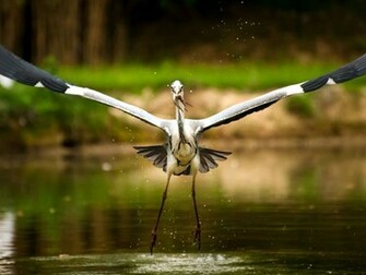 Stork Wallpaper Bird Photos