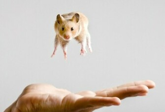 Litte Cute Hamster Wallpaper