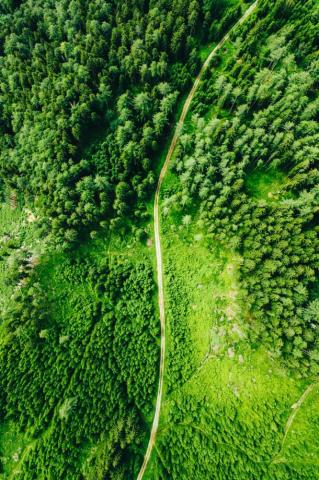 Forest Background Image HD Background
