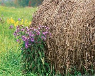Wallpaper Nature Landscape Background Hay Bale Ohio