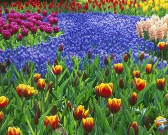 Sfondi Desktop Prati Di Fiori In Alta Definizione HD