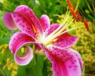 Stargazer Lily Wallpaper