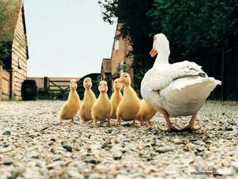 Farm Animals Collection Domestic Wallpaper