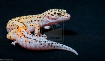 Leopard Gecko Wallpaper By Basticelis