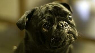 Black Pug Wallpaper
