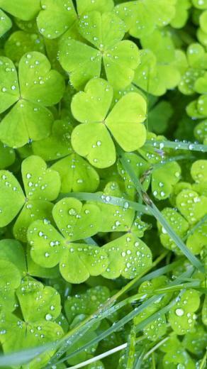 Irish Clovers iPhone Wallpaper HD
