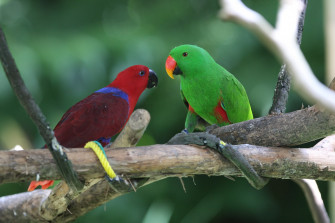 Eclectus Wikipedia