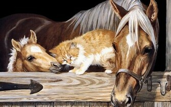 Beautiful Horse Horses Wallpaper