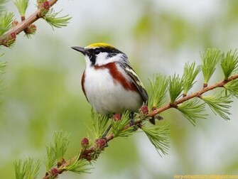 Birds Wallpaper Bird