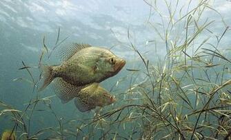 Some Of Mississippi Anglers Favorite Crappie Lakes Have Been
