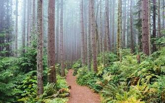 Image Trunk Nature HD Flower Trail Background
