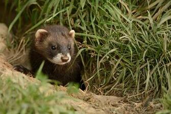 Ferret Computer Wallpaper Desktop Background