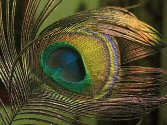 Beautiful Wallpaper For Desktop Peacock HD