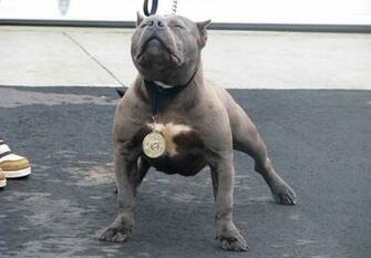 HD Wallpaper Pitbull Dog
