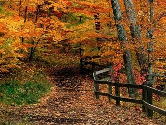 Fall Scene
