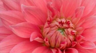 Desktop Widescreen Wallpaper Blooming Flowers Picfish