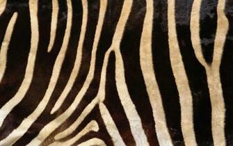 Zebra Skin