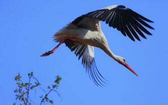 White Stork Full HD Wallpaper And Background