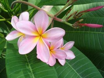Pink Plumeria Frangipani Temple Tree