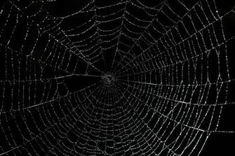 Spider Web Background