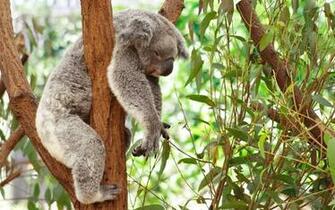 Koala Bear Wallpaper