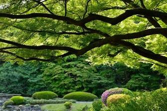 Shinjuku Gyoen National Garden Tokyo Japan