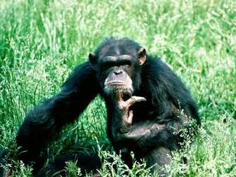 Chimpanzee Wallpaper X Net