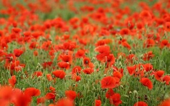 Poppy Field Wallpaper
