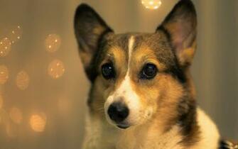 Macro Photography Dog Wallpaper HD Best