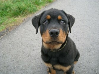 Rottweiler Wallpaper