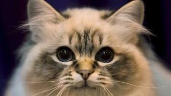 Cats Photos Wallpaper High Definition Quality Widescreen