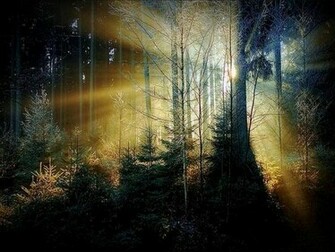 Beautiful Forest Background