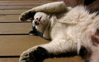Sleepy Cat Wallpaper Stock Photos