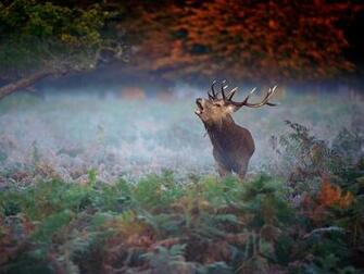 Wild Deer Wallpaper HD