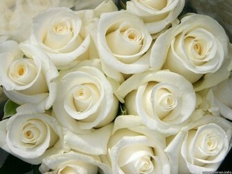 White Rose Wallpaper Jpg