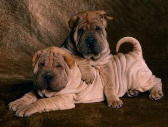 Funny Fat Dogs Wallpaper Animal