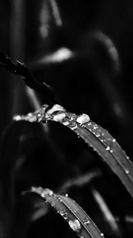 Grass Drop Water Rain Nature Forest Dark Bw iPhone Wallpaper