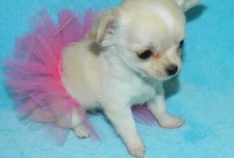 Teacup Puppy Chihuahua Maltese Shih Tzu Pomeranian Boo Poodle