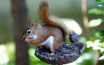 Beautiful Wallpaper Squirrels