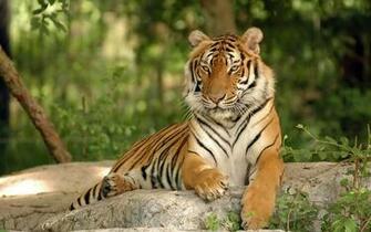 Cool Tiger Background