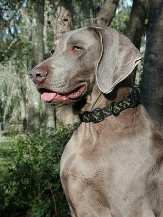 Weimaraner Calendar Wegman The Dog Wallpaper Best