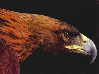 Golden Eagle For Top Wallpaper Desktop No