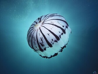 Ocean Life Wallpaper Beaches Rivers Oceans Photography Desktop