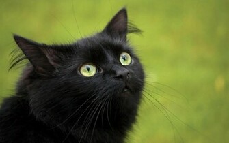 HD Cats Wallpaper With A Black Cat Green Eyes